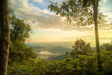 forest nature natural penang hill malaysia green tropical morning view