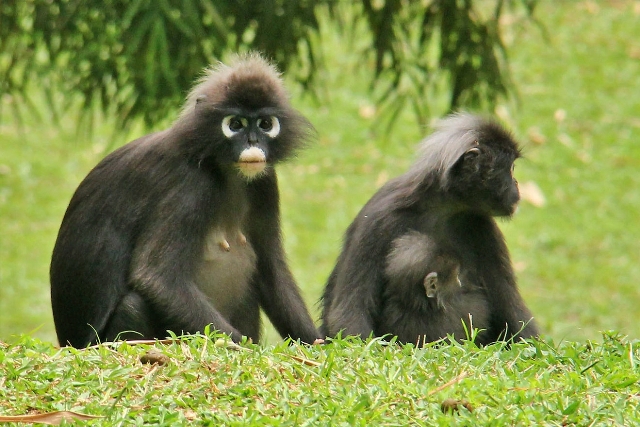 penang botanical gardens tropical malaysia asia travel holiday monkeys gibbons fauna