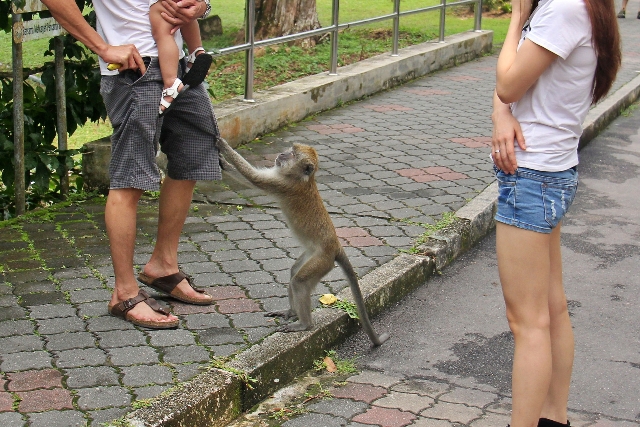 penang botanical gardens tropical malaysia asia travel holiday monkey pick pocket