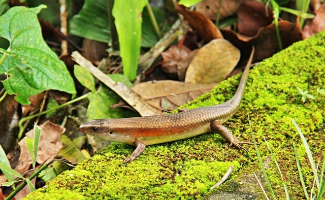 penang botanical gardens tropical malaysia asia travel holiday lizards