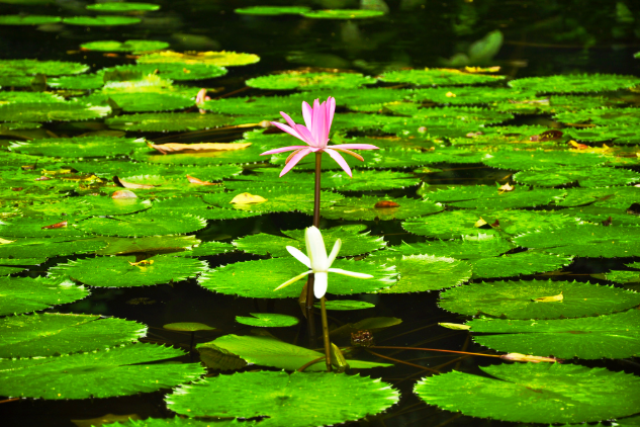 penang botanical gardens tropical malaysia asia travel holiday lily pond