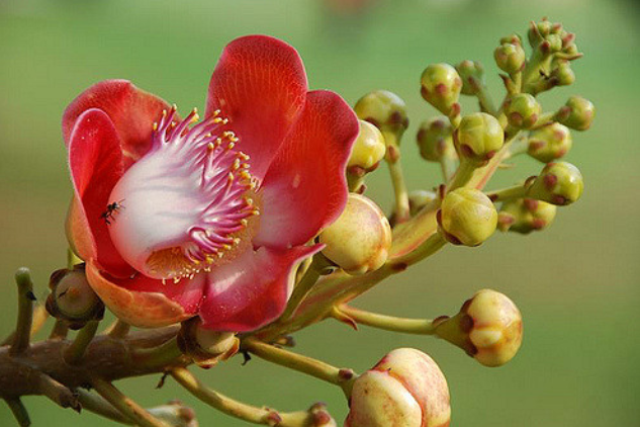 penang botanical gardens tropical malaysia asia travel holiday flowers