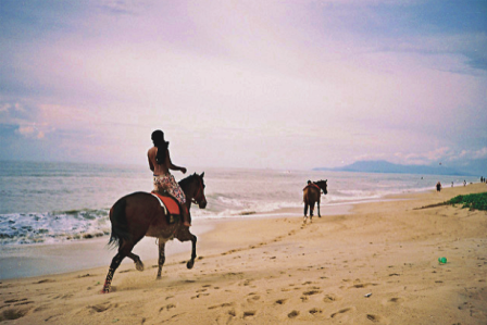 nature natural penang malaysia tropical batu feringghi beach horse