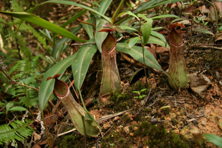 forest nature natural penang hill malaysia green tropical flytrap