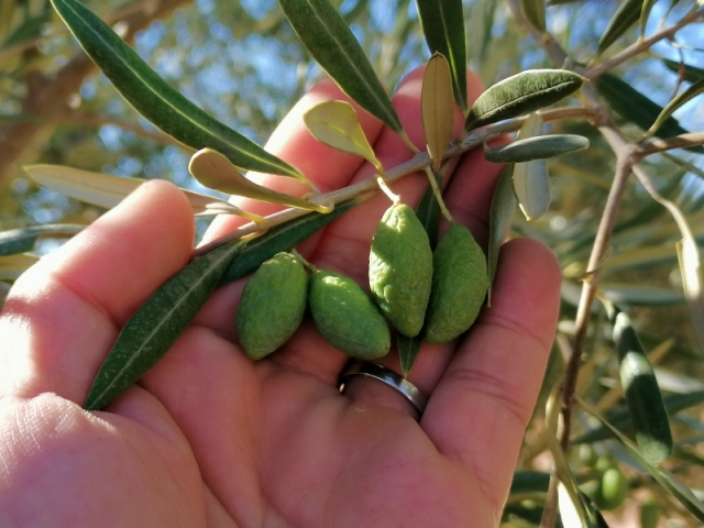 Unpicked olives on a tree - shriveled fruits due to the draught