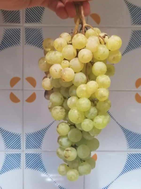 Plump Grapes from grandpa's farm